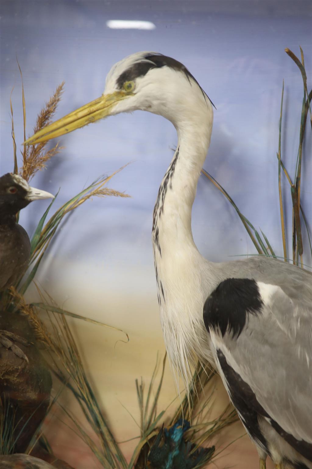 A taxidermic heron in display case